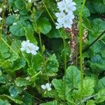 Francoa appendiculata Λουλούδι