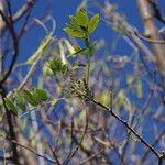 Gliricidia sepium Leaf