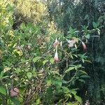 Brugmansia sanguinea Цвят