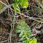 Euphorbia portlandica Habitat