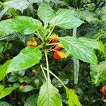 Impatiens niamniamensisКветка