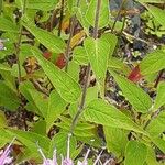 Monarda fistulosa 叶