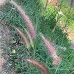 Setaria parviflora Flower