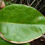 Chionanthus broomeanus Feuille