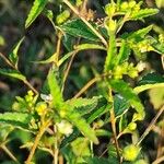 Croton trinitatis Leaf