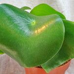 Peperomia polybotrya Лист