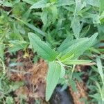 Atriplex patula Leaf