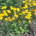 Coreopsis lanceolataŽiedas