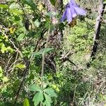 Aquilegia pyrenaica Other