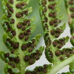 Athyrium distentifolium Vrucht