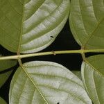 Lonchocarpus macrophyllus Blatt