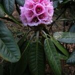 Rhododendron hodgsonii Flower