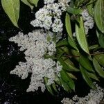 Miconia longifolia Други