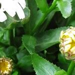 Leucanthemum maximum পাতা