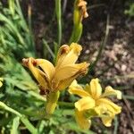 Iris wilsonii