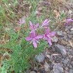 Epilobium dodonaeiFlower