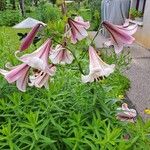 Lilium regale 花