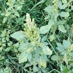 Amaranthus retroflexusHostoa