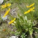 Doronicum clusii Leaf