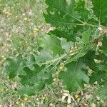 Quercus pubescens Fuelha