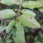 Eugenia mespiloides Frunză