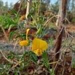 Crotalaria juncea Flower