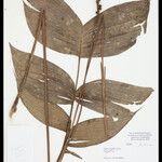 Geonoma macrostachys Лист