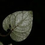 Hymenocoleus hirsutus Leaf