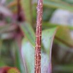 Foetidia mauritiana Bark