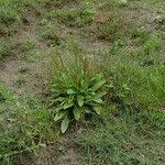 Plantago depressa Habit