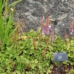 Astilbe rubra Habit