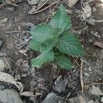 Lantana viburnoides برگ