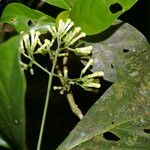 Arachnothryx costaricensis Flower