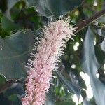 Macadamia integrifolia Kvet