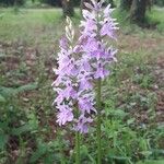 Dactylorhiza fuchsiiFiore