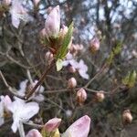 Rhododendron schlippenbachii Leht