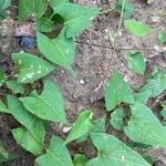 Fallopia convolvulus Leaf