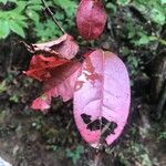 Oxydendrum arboreum Leaf