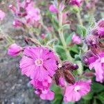 Mirabilis laevis Fleur