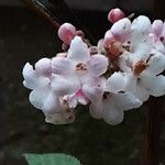 Viburnum × bodnantense Žiedas