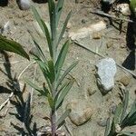 Linum lewisii Hábito