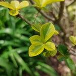 Ligustrum ovalifolium Leaf