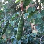 Bauhinia tomentosa 果實