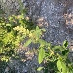 Chenopodium betaceum Кветка