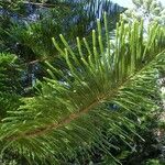 Araucaria bernieri Vekstform