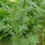 Achillea ligustica Liść