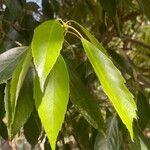 Quercus glauca Folha