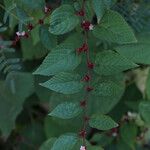 Melochia nodiflora Otro