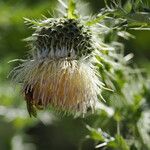 Cirsium echinus Blodyn