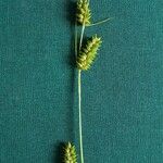Carex punctata Virág
